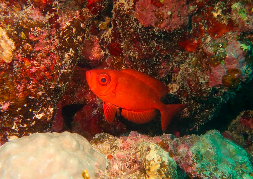 Tauchschule-Kroll_Bilder-18