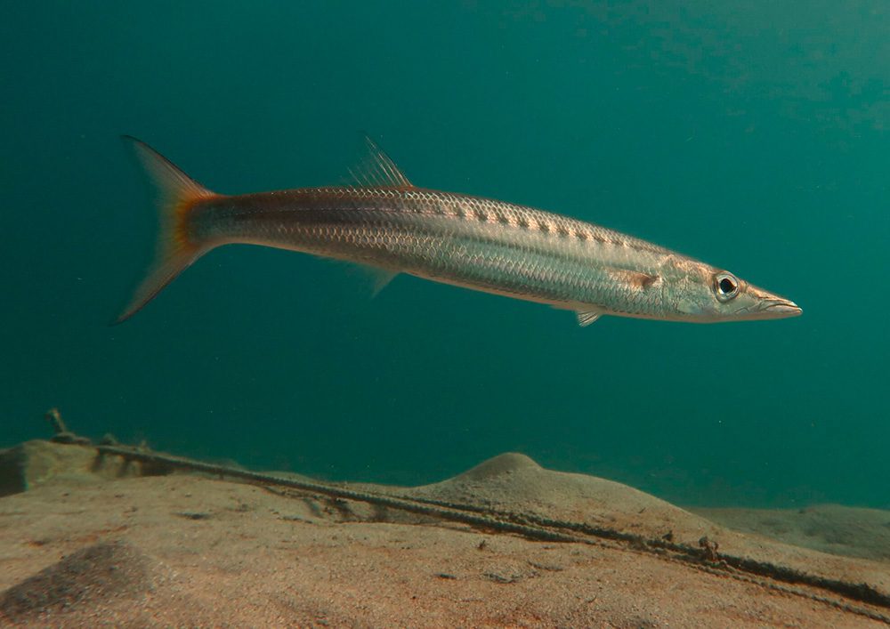 Tauchschule-Kroll_Bilder-28