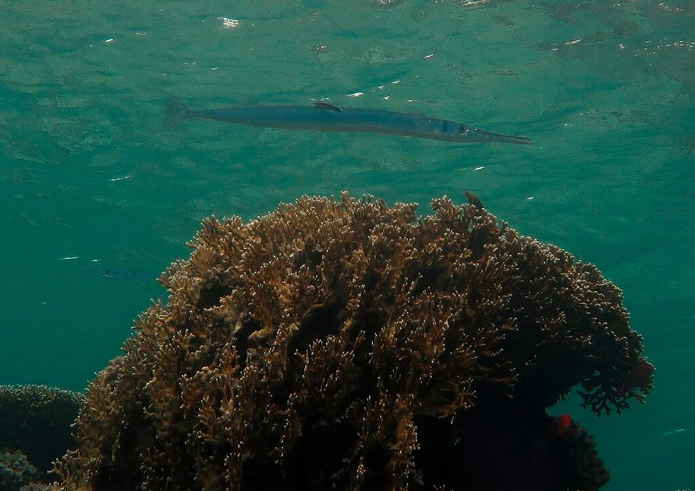 Tauchschule-Kroll_Bilder-30