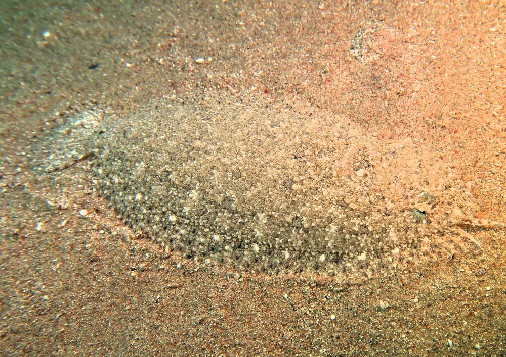 Tauchschule-Kroll_Bilder-41