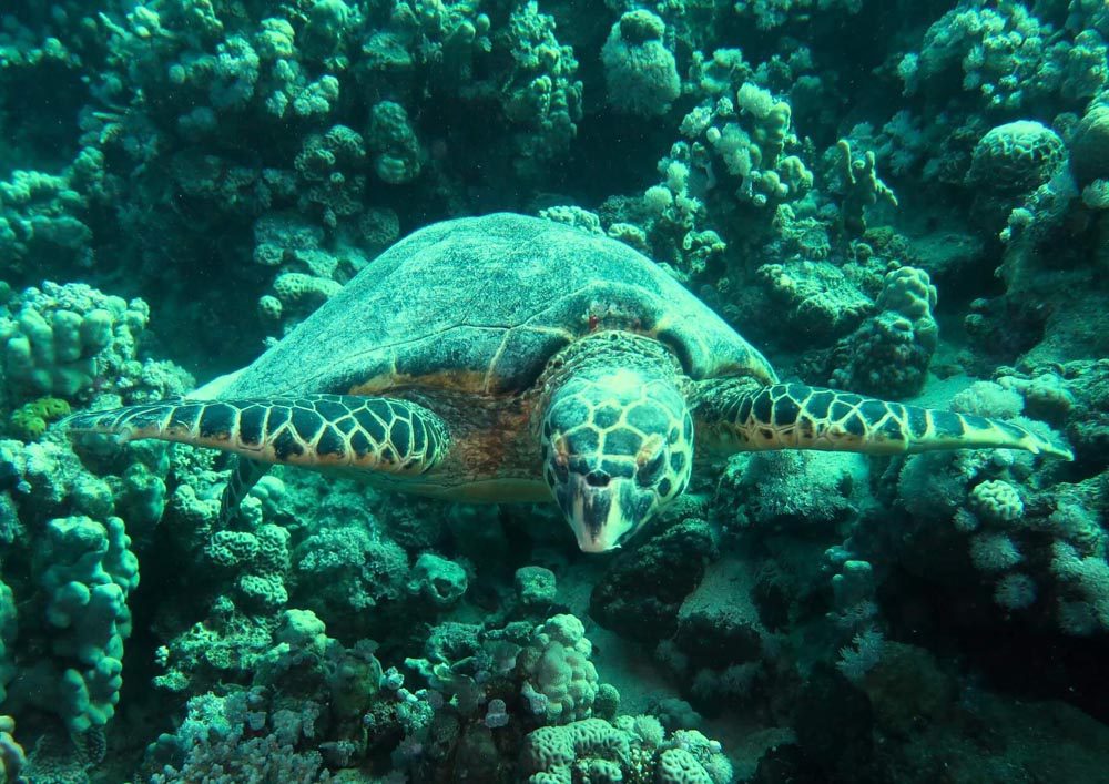 Tauchschule-Kroll_Bilder-43