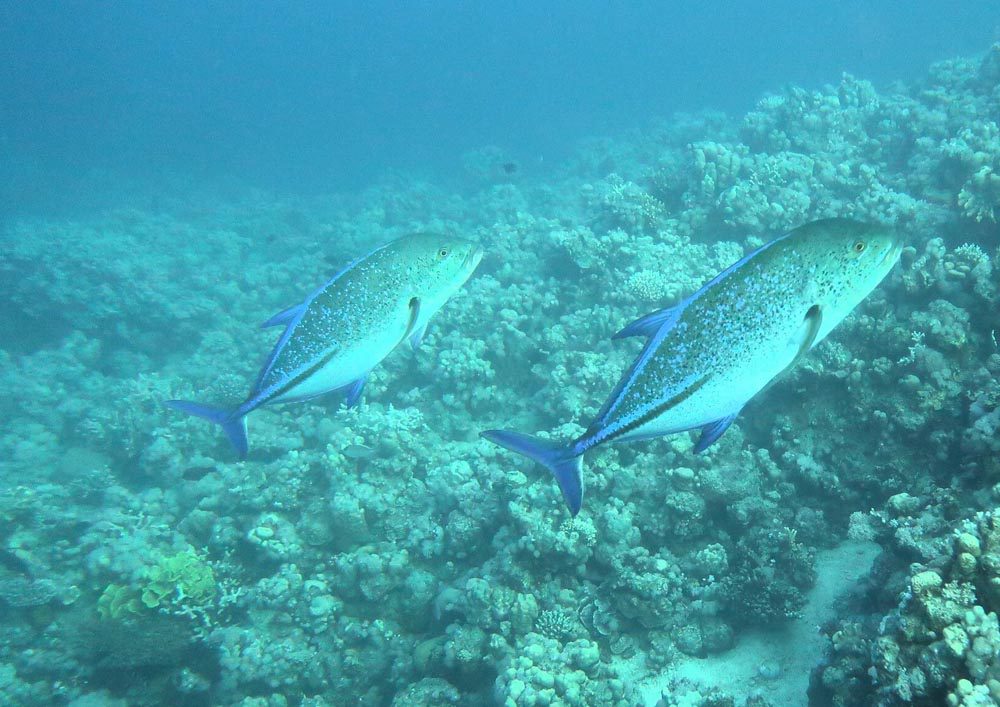 Tauchschule-Kroll_Bilder-46