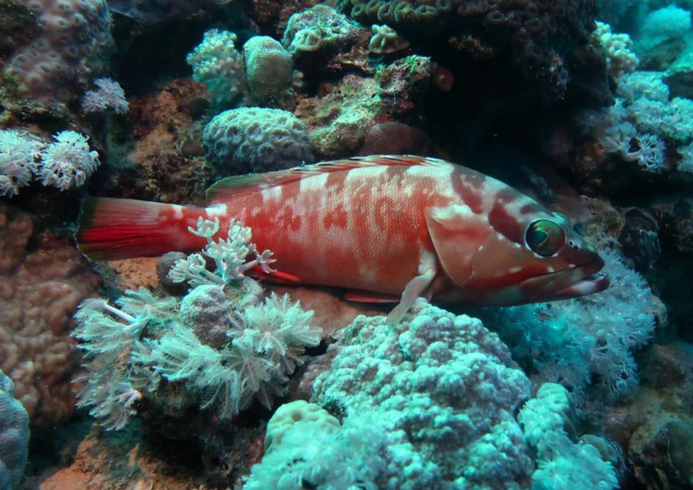 Tauchschule-Kroll_Bilder-50